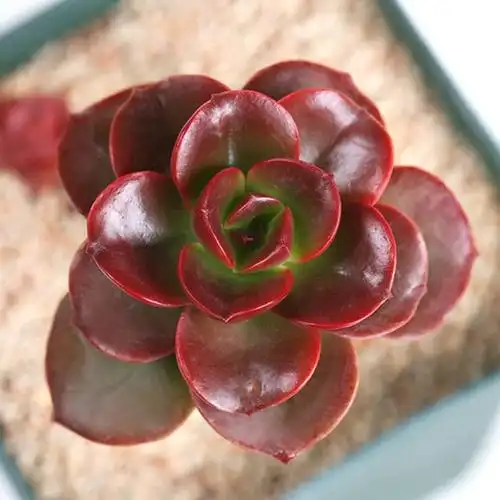 巧克力方砖,多肉里添福的极品.