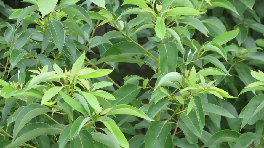 大量供应 绿化树苗, 小叶香樟树苗 量大从优