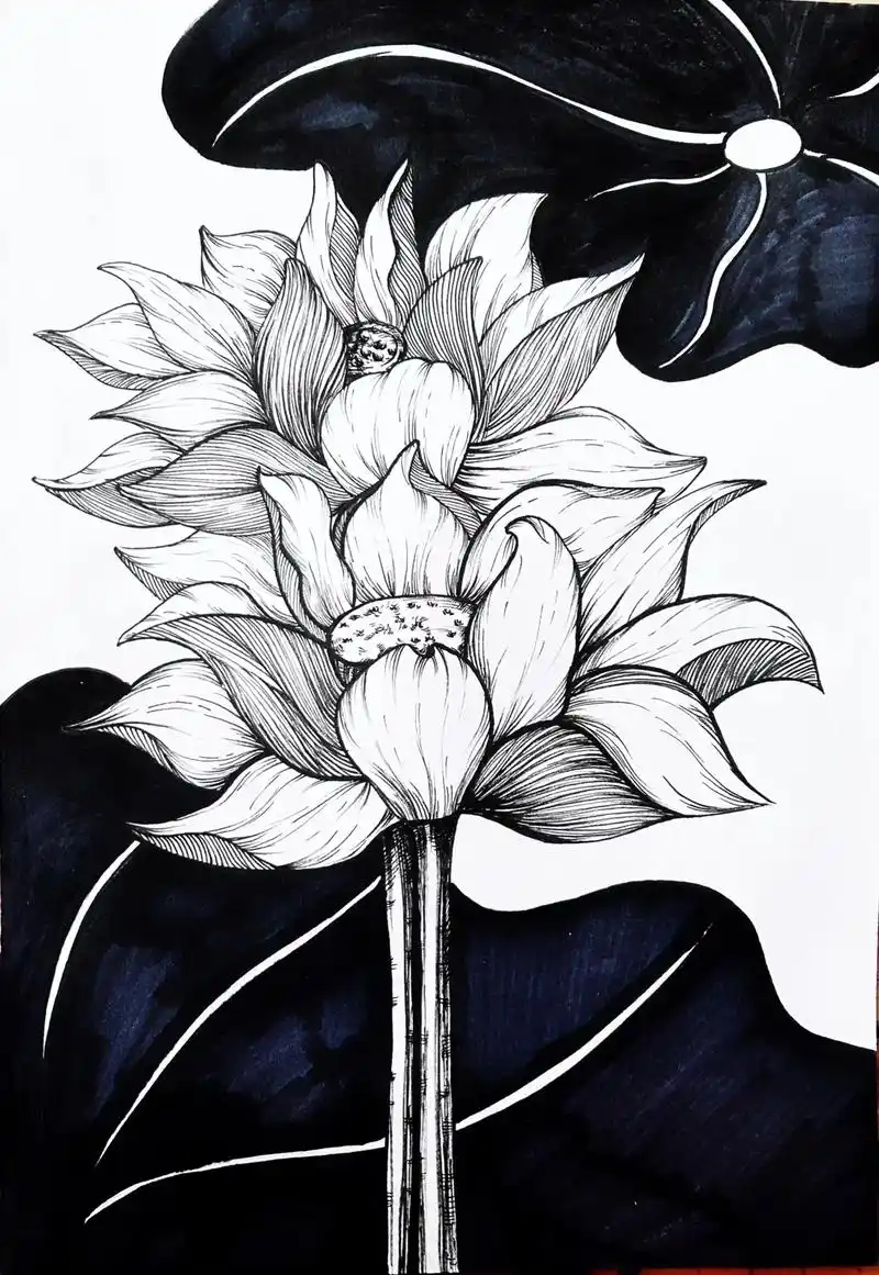 黑白线描画 #荷花 #针管笔手绘 #线 - 抖音