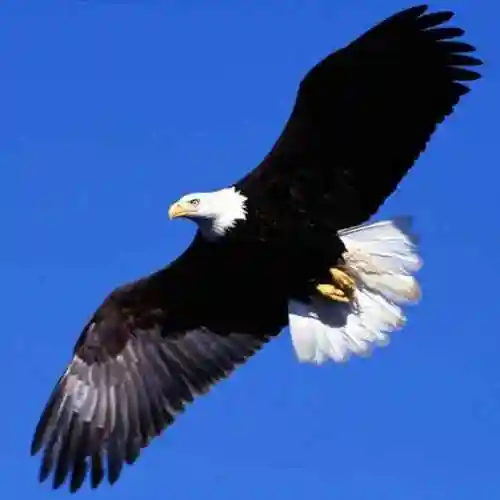 沙漠飞鹰88头像