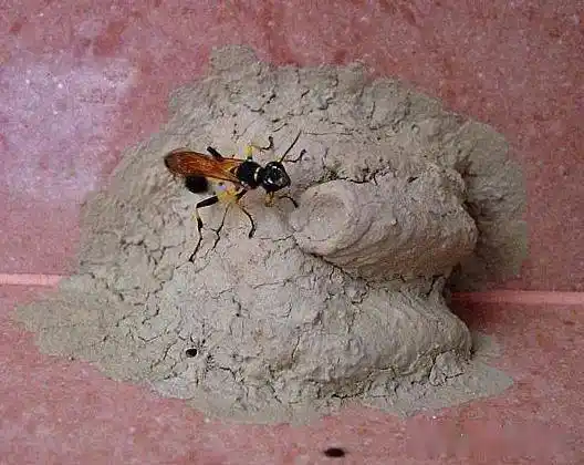 尊敬的兰大王乃昂教授是泥蜂窝还是泥石流