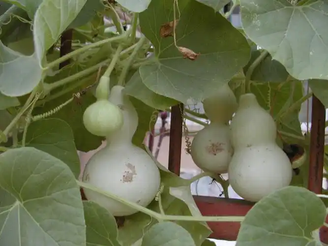 双子叶植物纲葫芦科的一属,包括6种,主要分布于非洲热带地区.