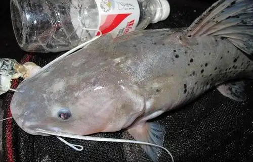 百度爱采购首页 商品专题_胡子鱼以上是我关于斑点叉