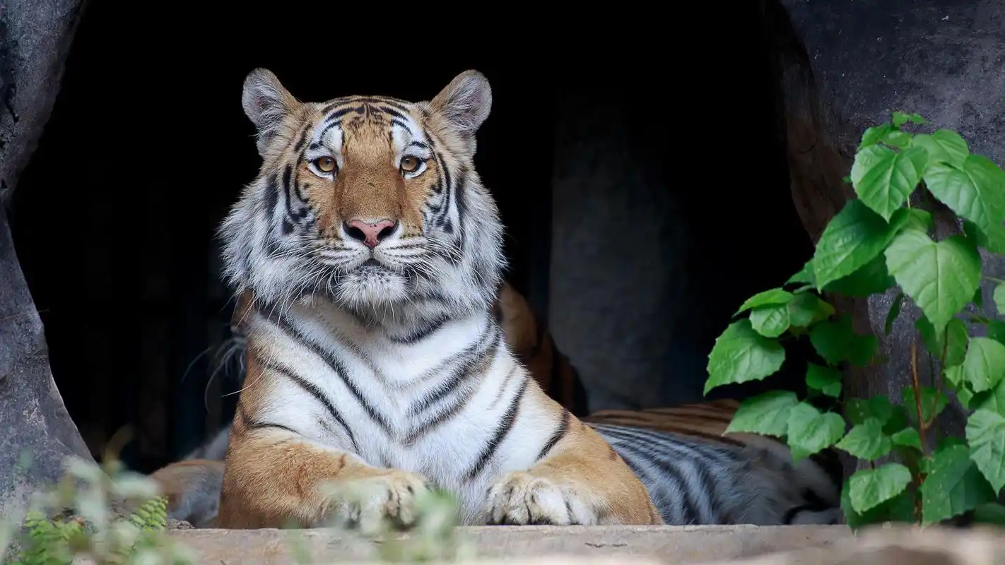 动物园的老虎死后,尸体是怎么处理的?听听工作人员怎么说!