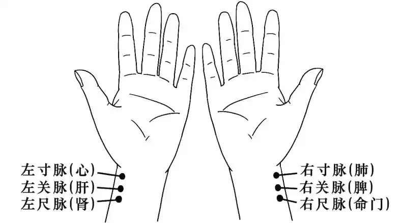 第二章,透过现象认识中医2