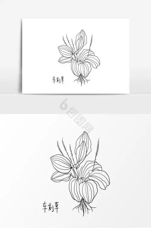线条黑白中药车前草