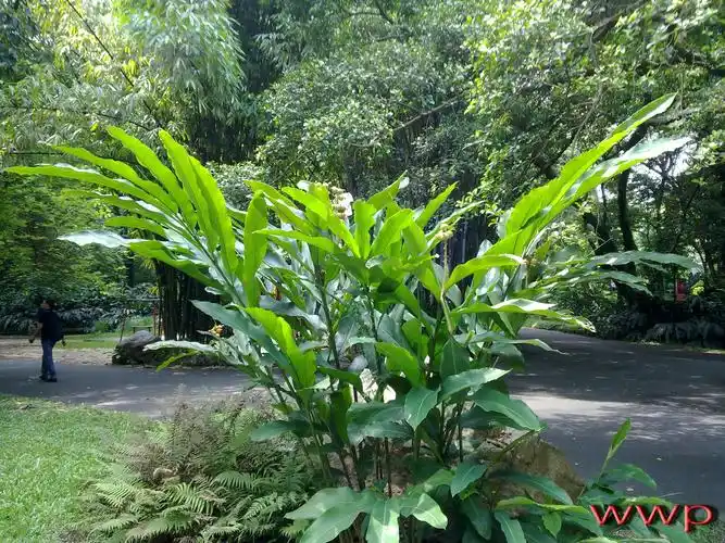 【分享】收集的植物图片(广东),部分附带细部照片