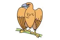 白头海雕简笔画