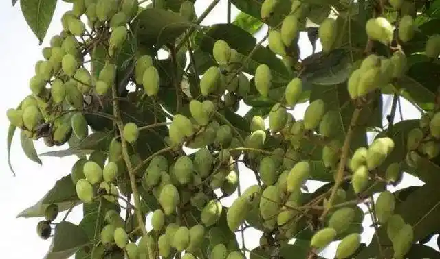 其实臭椿也不差,分不清?我来教你