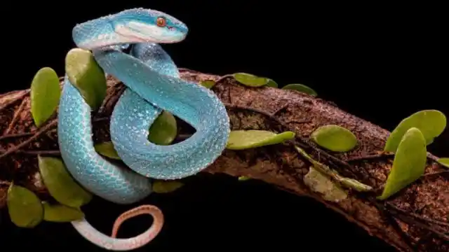 世界上最漂亮的"蛇",数量极其稀少,每条的价格高达上百万!