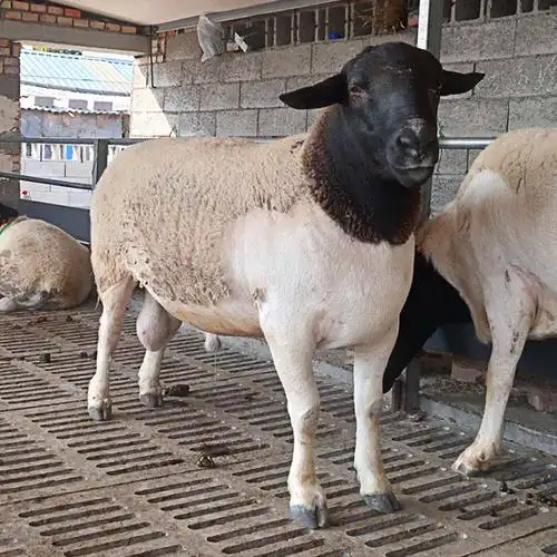 鲁西黑头肉羊养殖