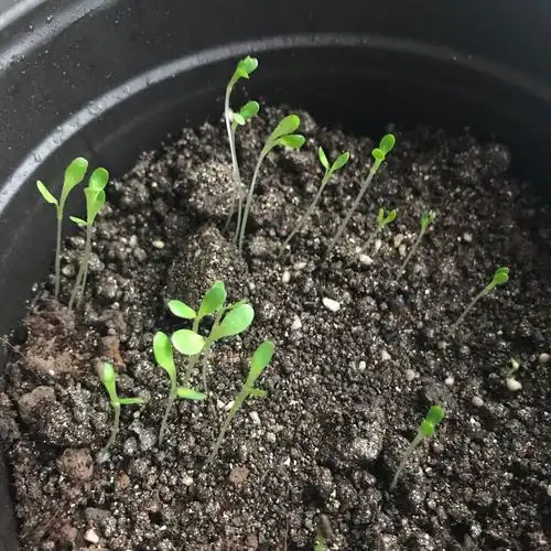 冬天种春天活来年草莓随便吃家里一窝麻雀做窝不走了