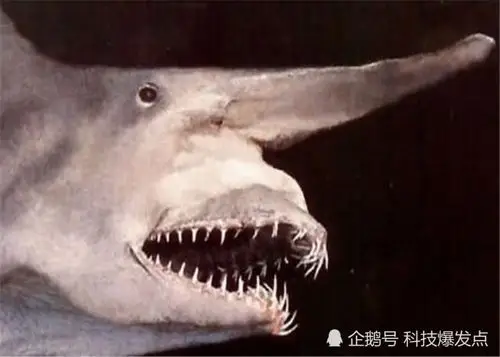 长着"齿轮"的鲨鱼,科学家研究上百年,终于知道它是哪个部位了!