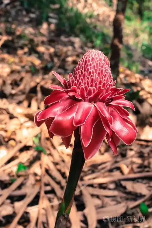 野生热带雨林姜花