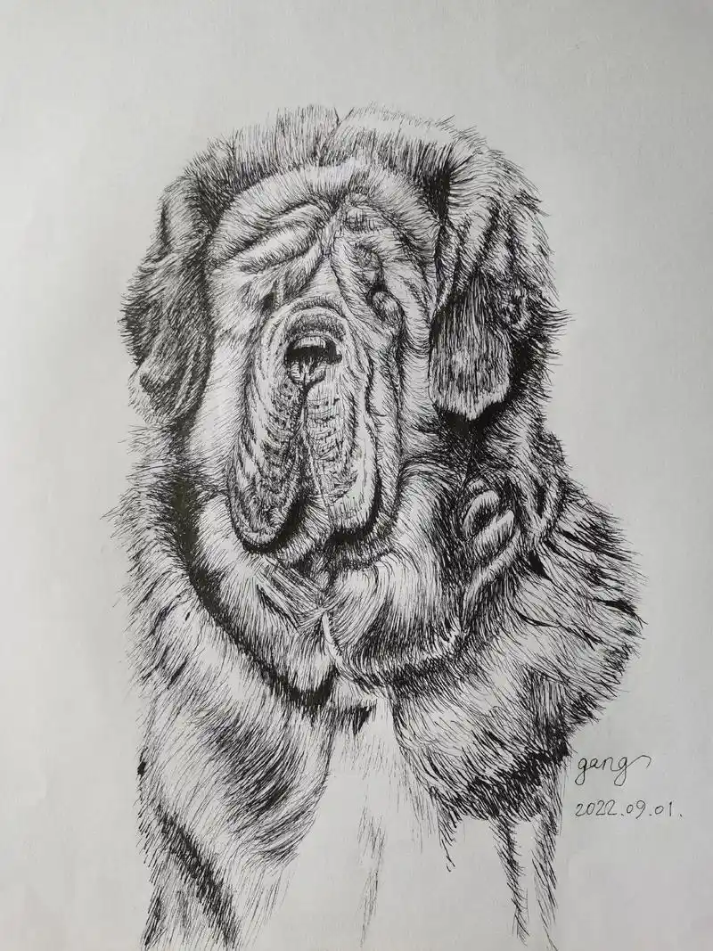 绘画生活——新钢钢笔画.动物头像系列(藏獒)#藏獒 #动物  - 抖音