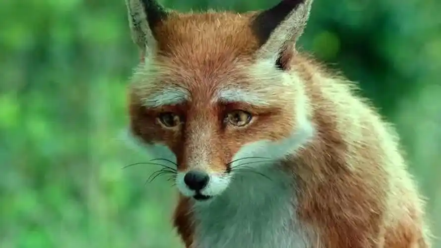 赤狐书生02小狐狸报恩