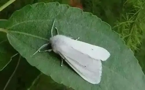 中山园林办飞机撒药灭白蛾?这…这…中山有园林办吗?