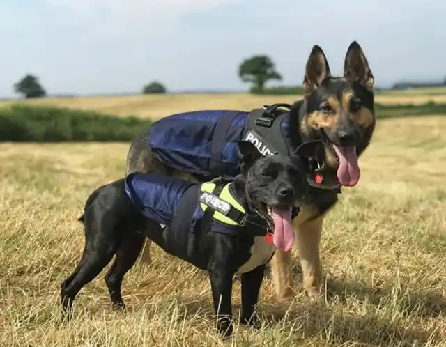 警犬一般叫什么名字?