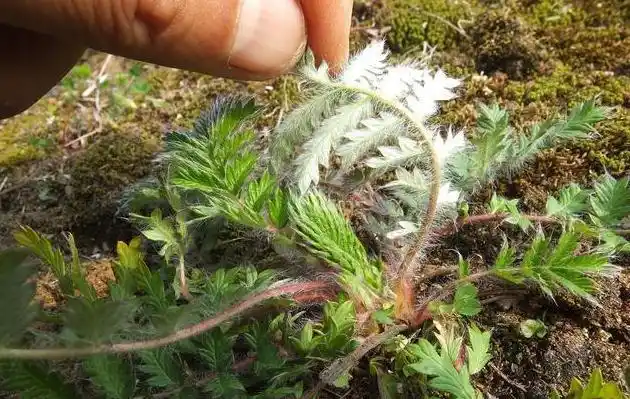 38岁小伙查出乙肝8年靠着3味药如今乙肝好转