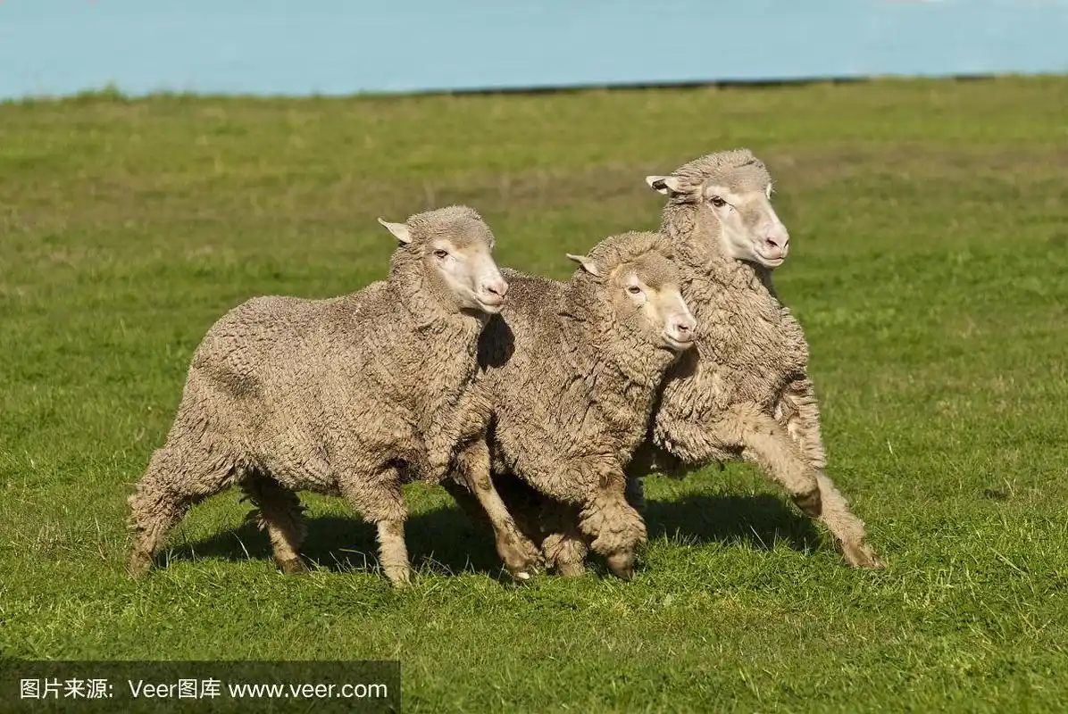三只美利奴羊排成队形奔跑