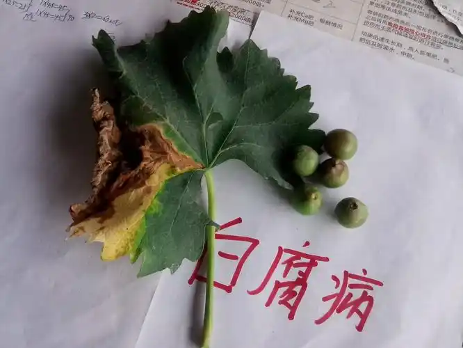 葡萄白腐病来袭 你的葡萄还好吗?