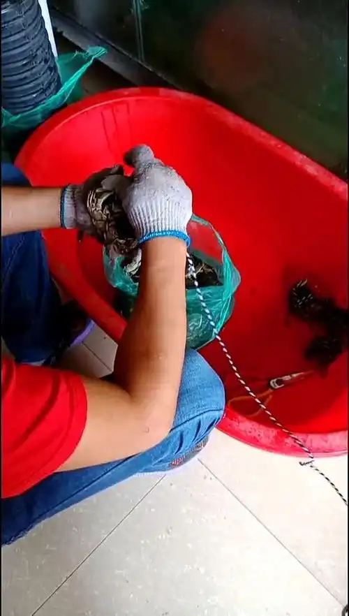 教你怎么捆 螃蟹