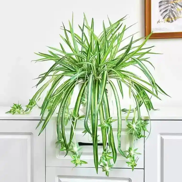 金边吊兰不仅美观,还能除甲醛,放在办公 - 抖音