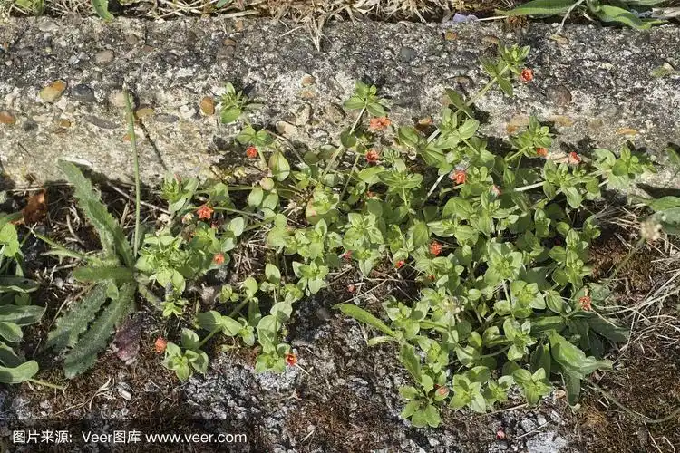 猩红色的野花,猩红色的粉红尾缘植物