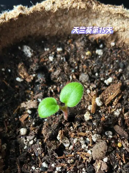 育苗日记更新,第15天,它们绝大多数刚刚1厘米高,除了彩叶草还不到1