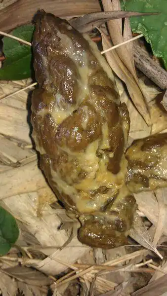 请问网友们,我毎次解大便时,总是大便上面有白色的黏液,这是身体哪个