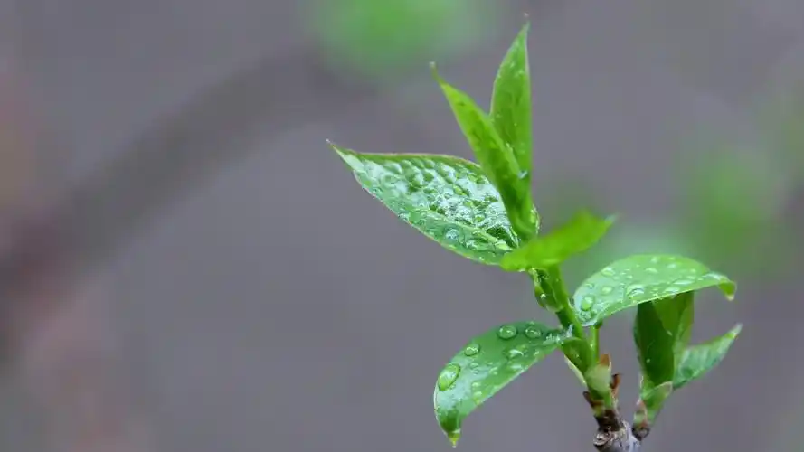 春雨景色唯美图片大全山青水绿万物生长