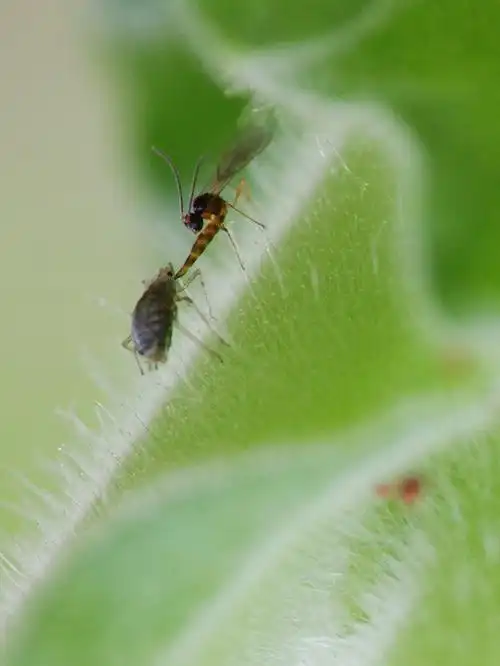 开创了利用寄生性天敌蚜茧蜂防治蚜虫的全新路径,解决了生物防治