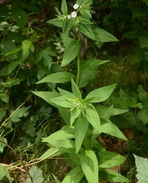 中药中的紫草为紫草科植物紫草,新疆软紫草,内蒙紫草的干燥根.