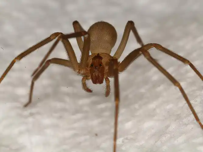 盘点10种毒性最强的蜘蛛,黑寡妇比眼镜蛇还毒,15分钟内让人毙命