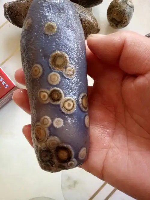 阿拉善奇石之美(2)眼睛石.