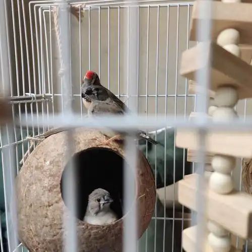 养鸟日记什么家庭能养7只小鸟啊