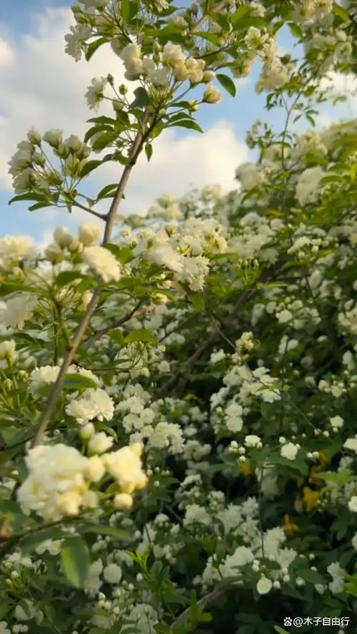 木香花开香满园