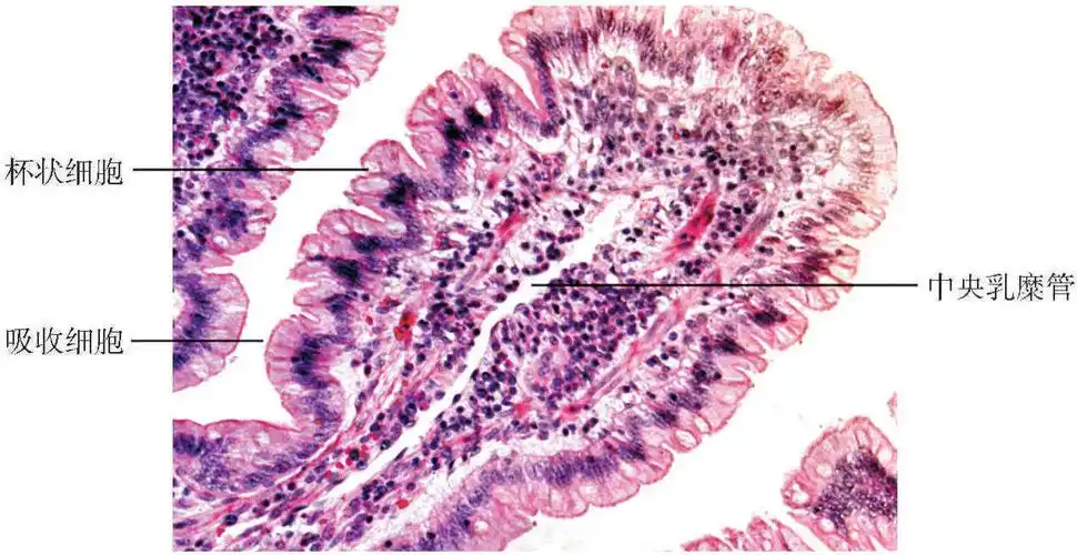 (一)黏膜小肠黏膜由上皮,固有层和黏膜肌层构成(图14-18～图14-22).