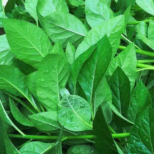 南非叶的图片(南非叶的图片及功效)_植物知识网