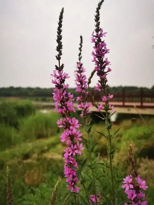 盛花期的千屈菜