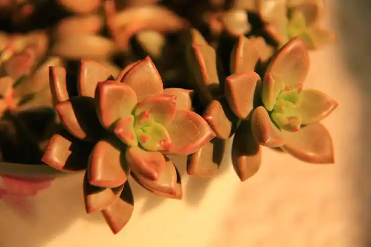 paraguayense  景天科风车草属的多肉植物 向左转  向右转