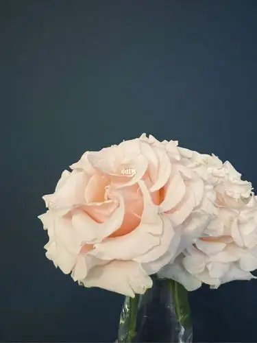 厄瓜多尔玫瑰梦迪尔