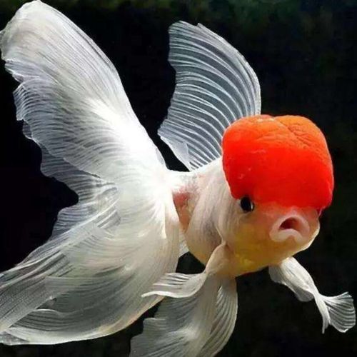 精品鹤顶红金鱼活体观赏鱼冷水鱼鸿运当头丹顶红鱼苗小型鱼好养活金鱼