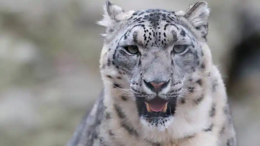 新疆雪豹雪山之王不咬人爱吃羊