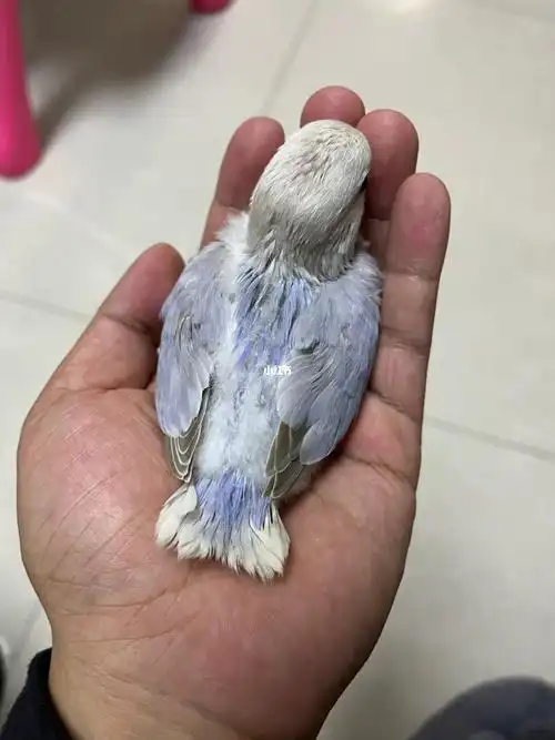 紫色薰衣草牡丹鹦鹉