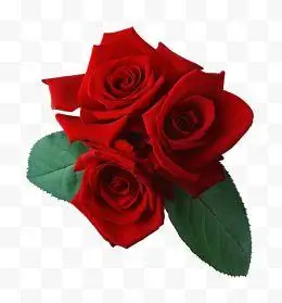 三朵红色玫瑰花