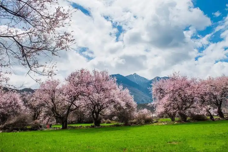 中国最大桃花谷,何止三世三生,十里桃花?