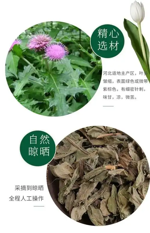 食味草精选小蓟500克小蓟草刺儿菜刺角菜荠荠毛刺儿草刺蓟菜干净新鲜