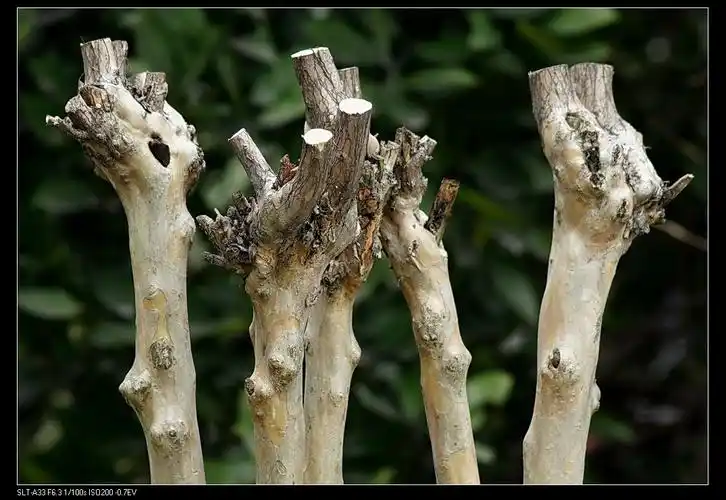 树杈树桠众生相