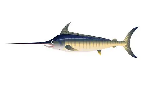 美丽的剑图标矢量旗鱼矢量插图照片